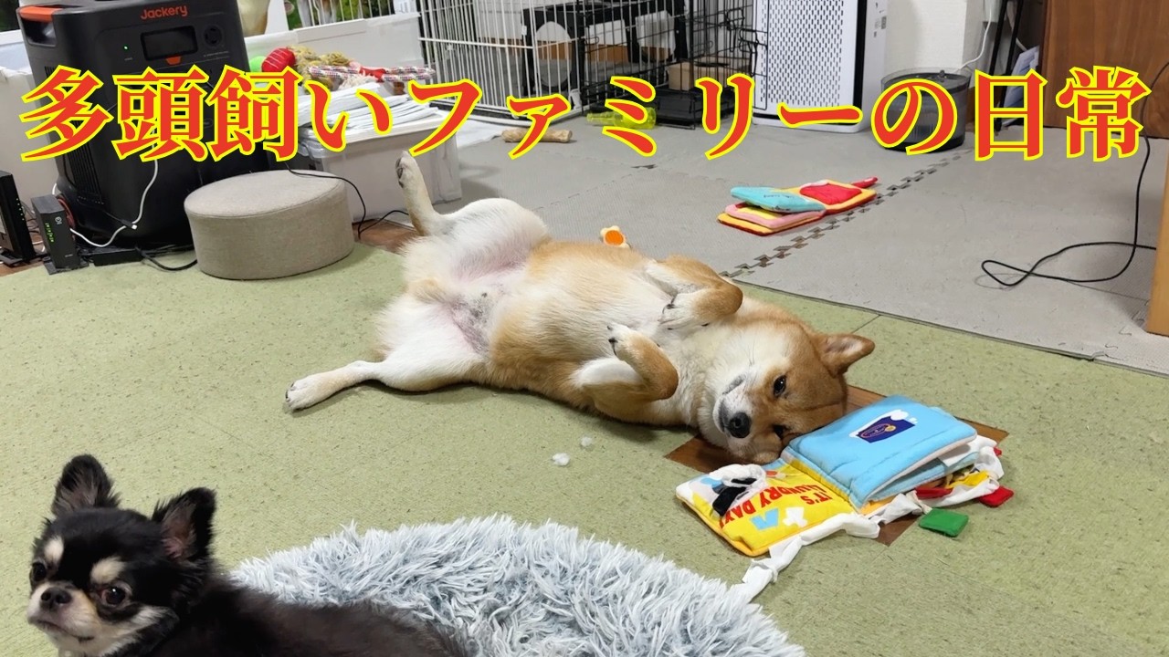 保護犬3ワンたちの自由奔放な日常と初めてのワンバサダーを務めた日🐶