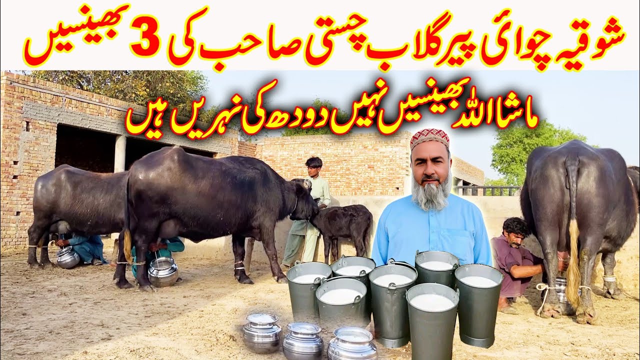 milking of peer gulaab chisti Buffalo's | buffalo | buffalo farming | farming | buffalo breeding