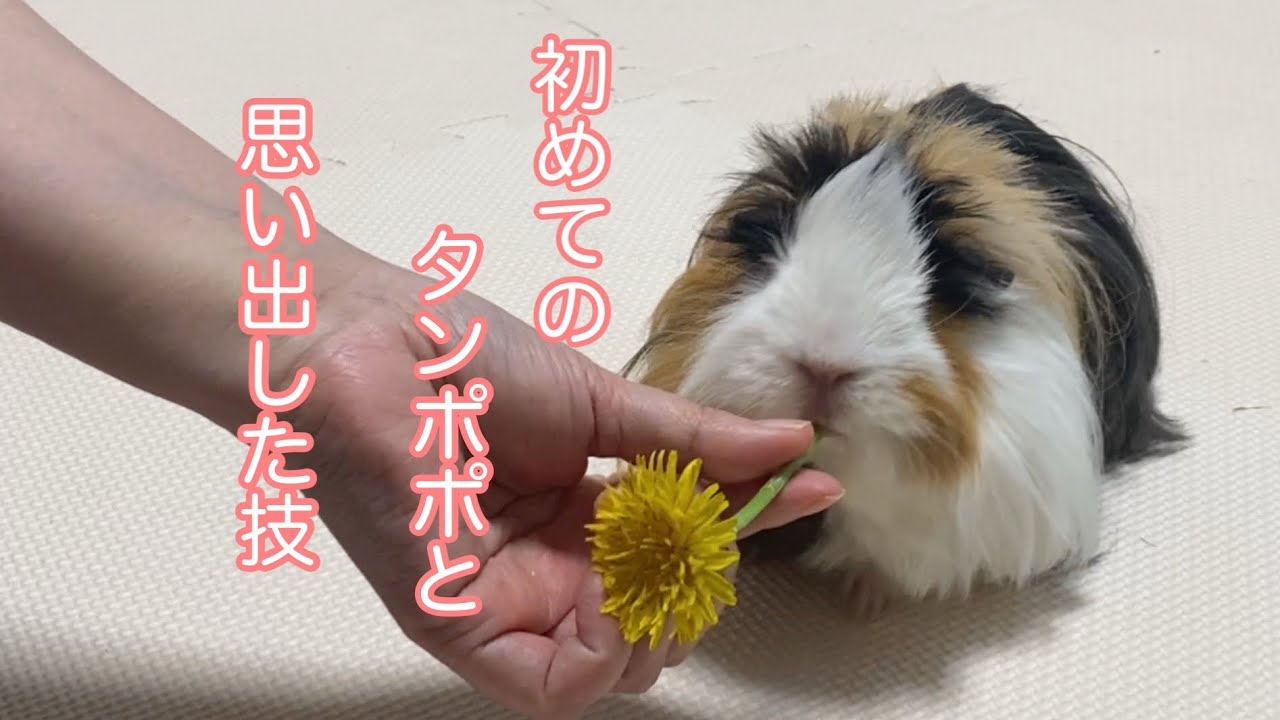 モルモット【タンポポは食べる？思い出した技とは？】Does Puipui eat dandelions? What technique did you remember?