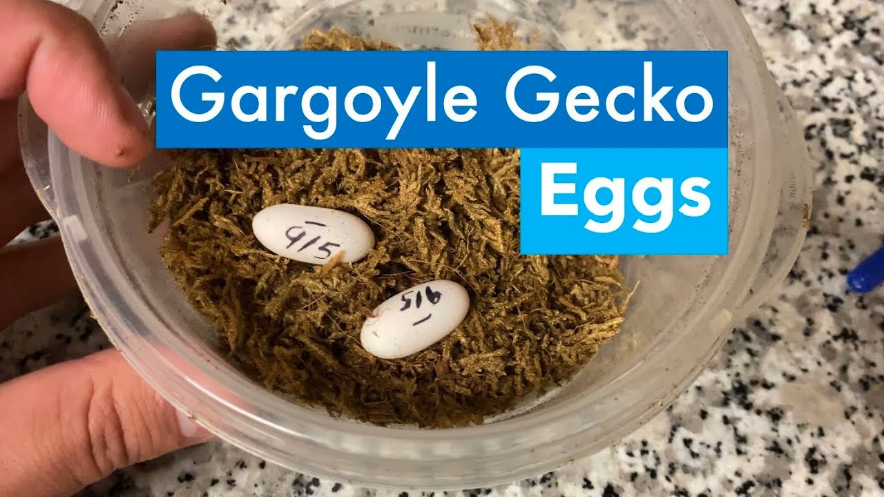 What to do With Your Gargoyle Gecko Eggs