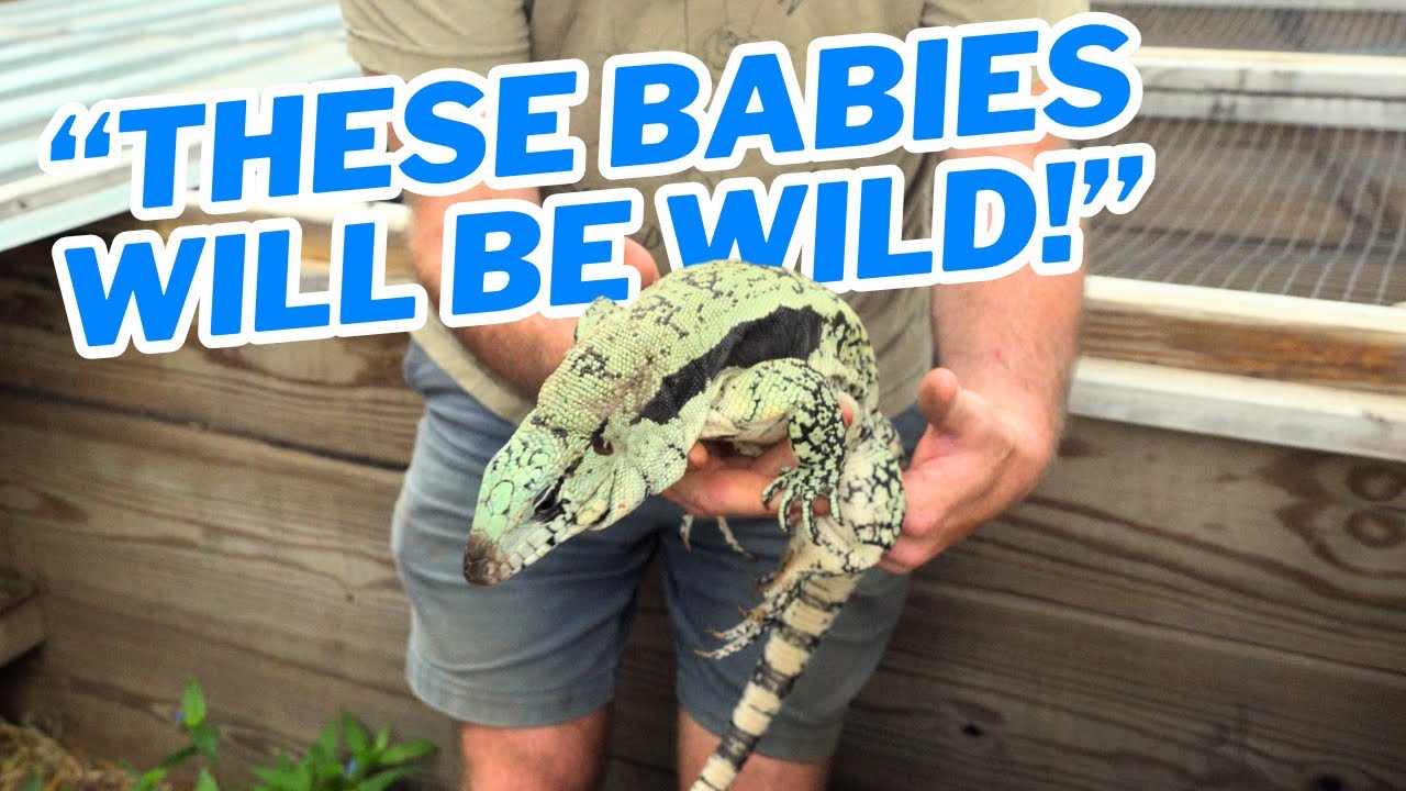 The future of BLUE tegus!