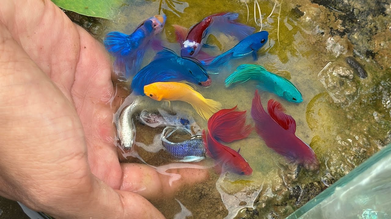 We Found Stunning Betta Fish in Rainy Lake &ndash; Nature Betta Place