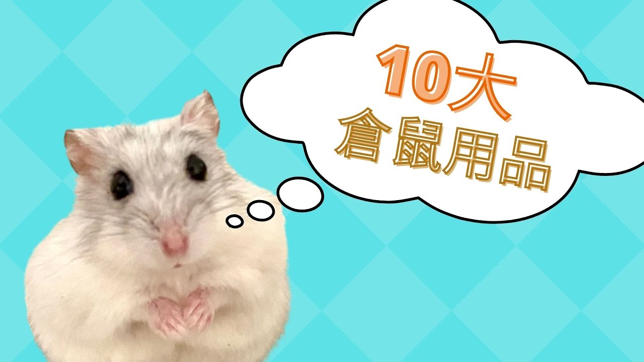 【精華版】10大倉鼠用品，選購和使用時要注意什麼？