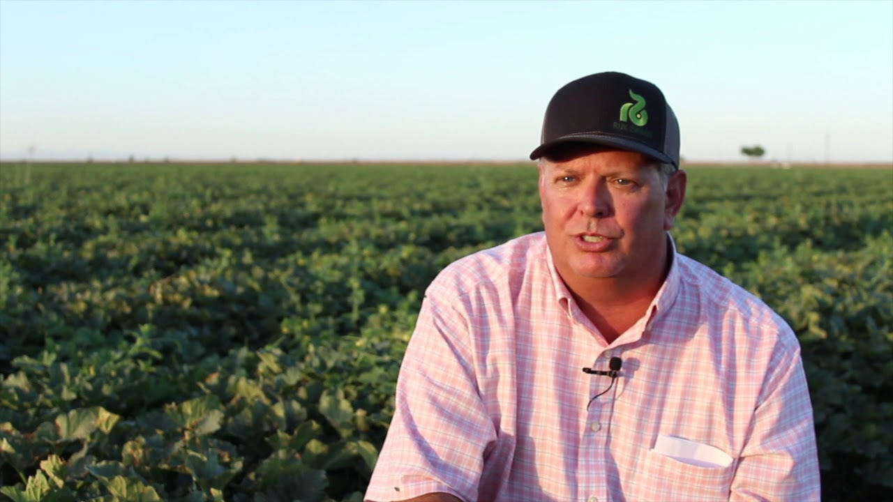 Rijk Zwaan USA Beach Melons