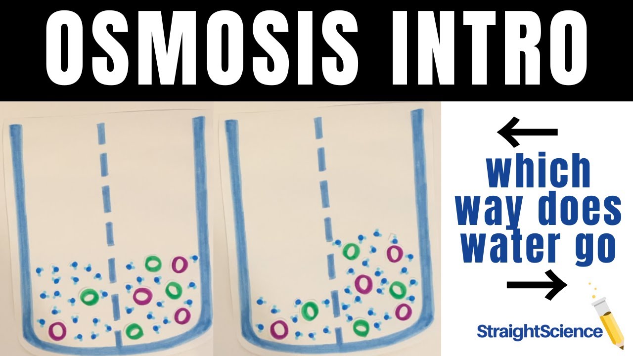 Osmosis Intro - What is it? Which way does the water flow??