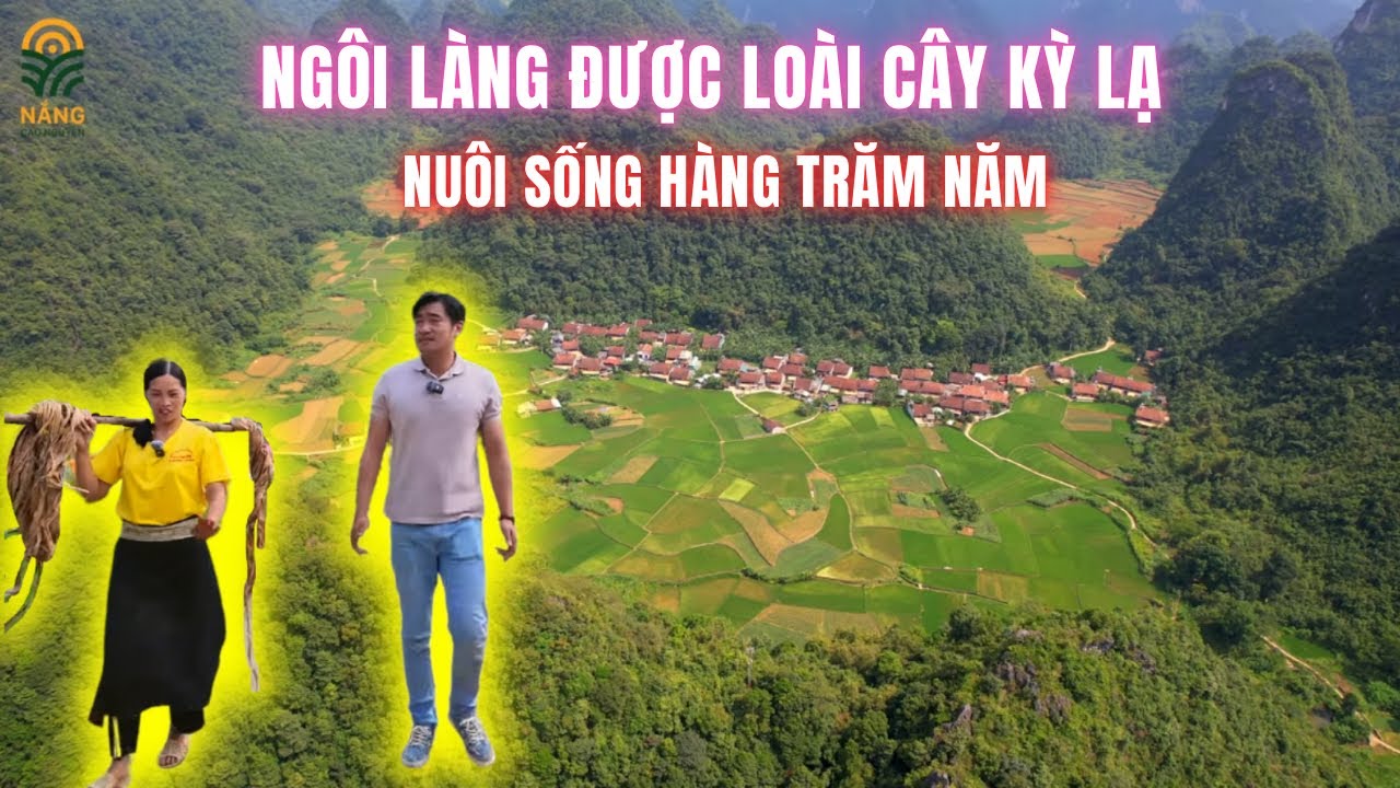 Ngôi Làng Được Loài Cây Kỳ Lạ Nuôi Sống Suốt Mấy Trăm Năm