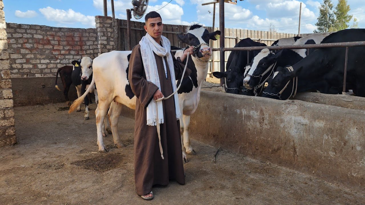 المعلم موافي هيقعد التجار في البيت وهيوقف كل واحد عند حده جايب عجلات عشار وتحت عشار  سوق كامل متكامل