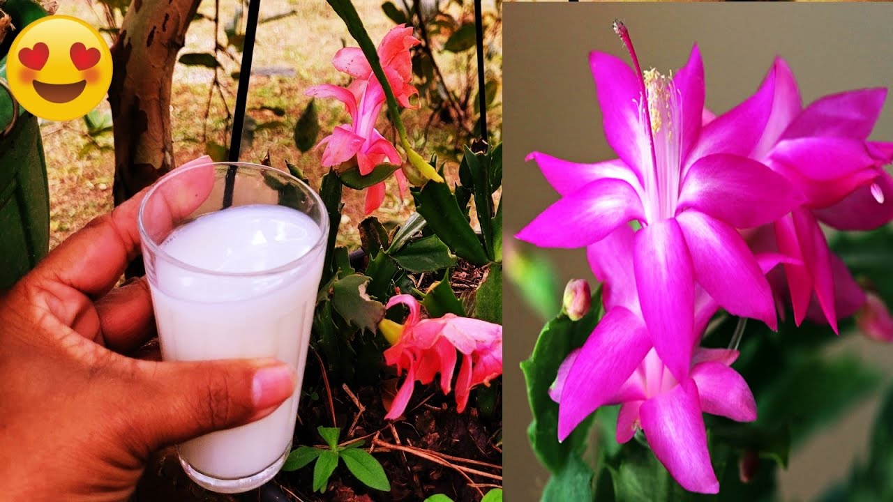 👉 COLOQUE UM COPO DE LEITE NA FLOR DE MAIO - O RESULTADO SER&Aacute; INCR&Iacute;VEL! CONFIRA!!!