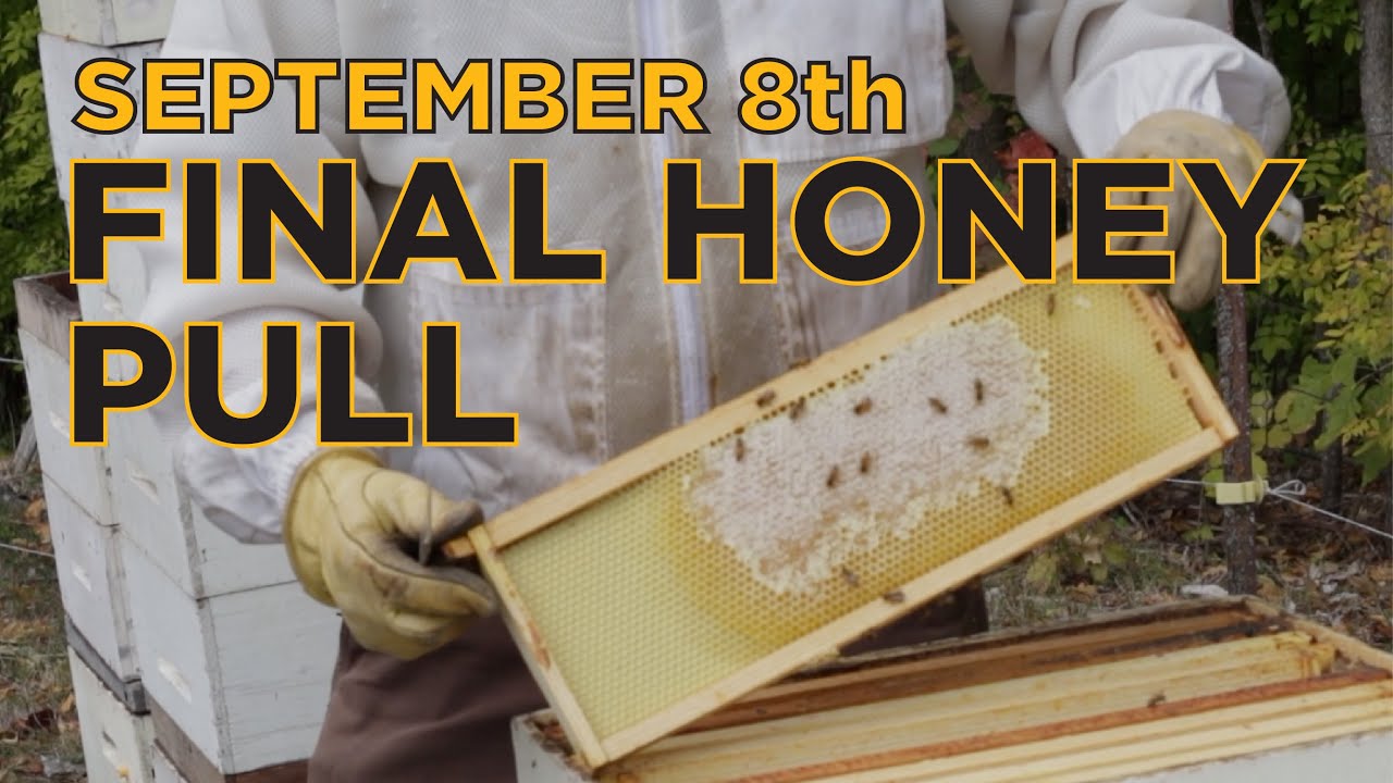 September 8th - Part 1: The Final Honey Pull