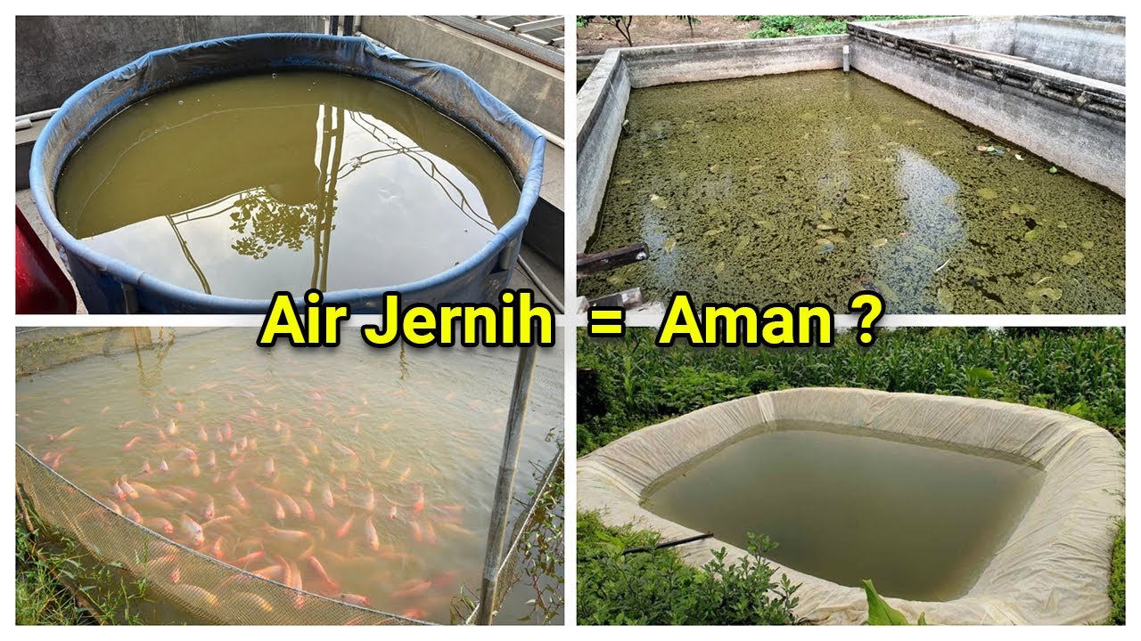 PEMELIHARAAN AIR BUDIDAYA IKAN: Ganti Air, pH, Amonia, dan DO Lengkap