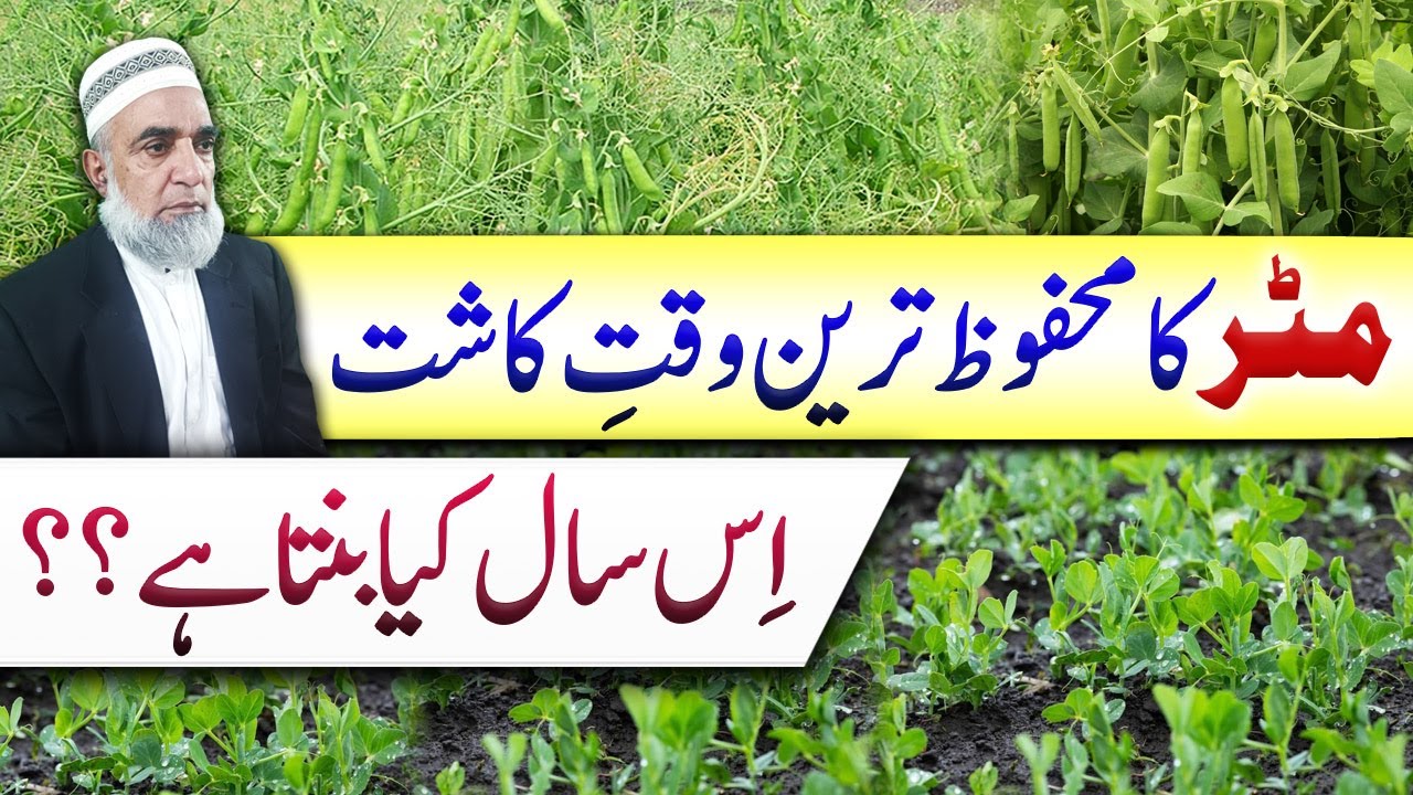 When to cultivate Peas in 2025 || Crop Reformer