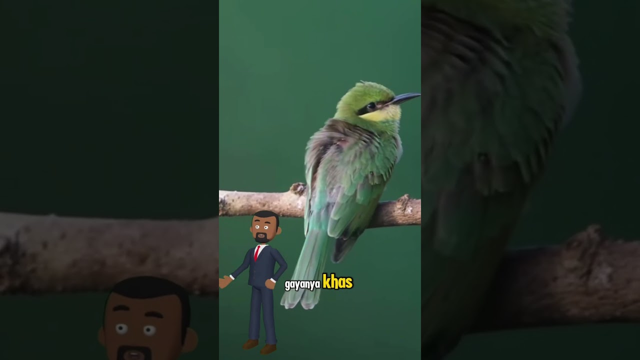 Fakta Menarik Burung Kirik-kirik laut (Merops philippinus) 