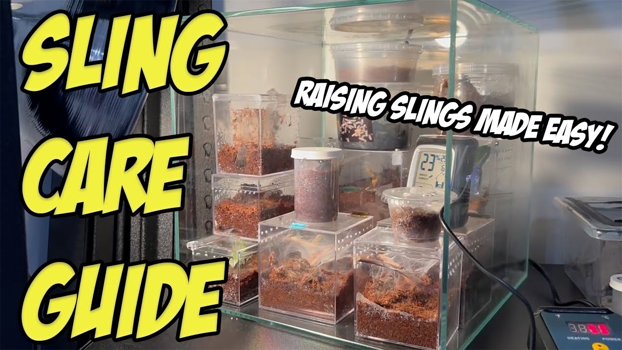 HOW TO TAKE CARE OF TARANTULA SLINGS!