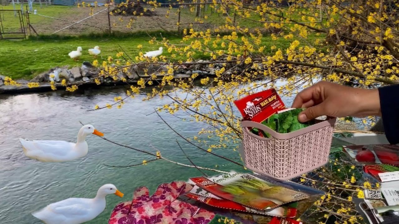 A Peaceful Walk by the River | Sorting and Planting Seeds 