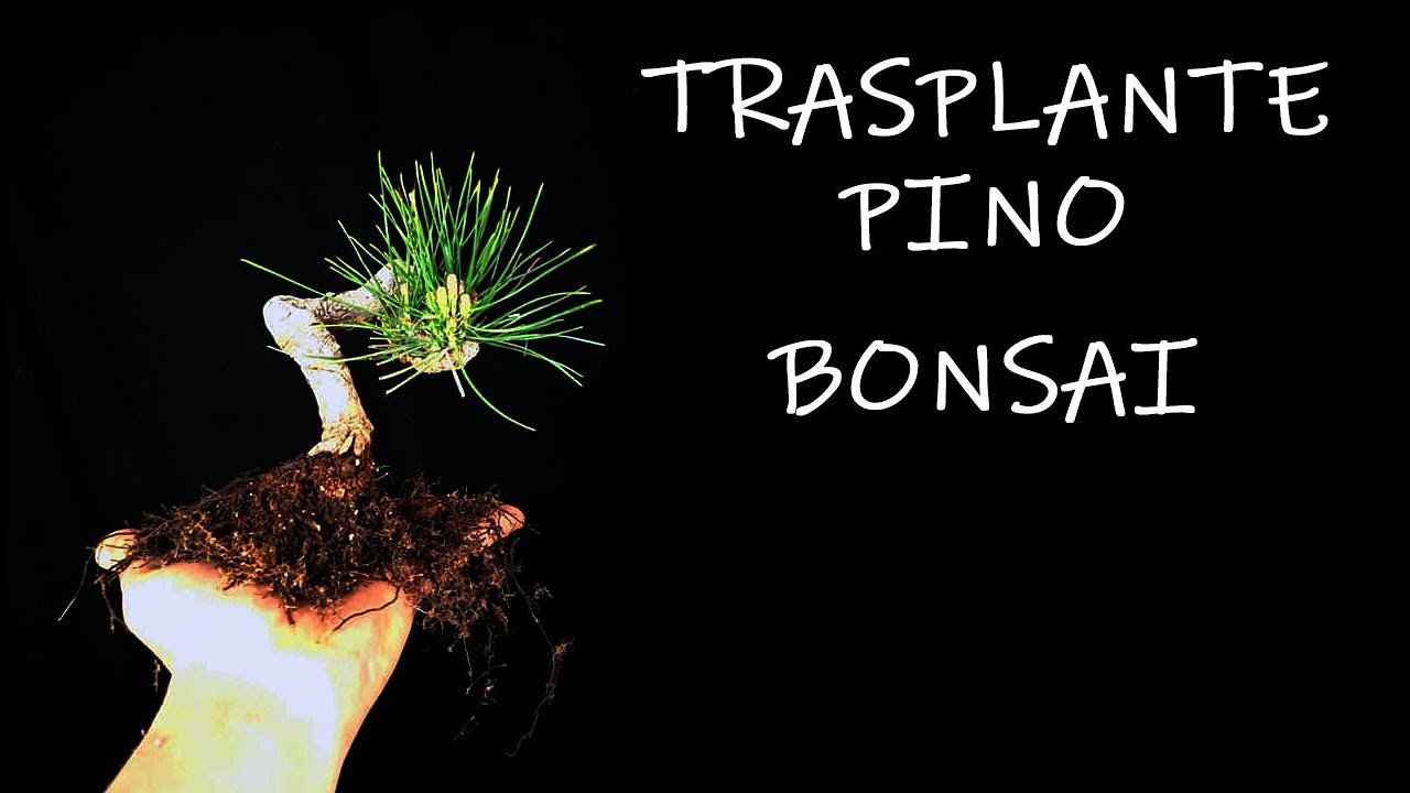 Cómo trasplantar un pequeño Bonsái de Pino Negro Japones