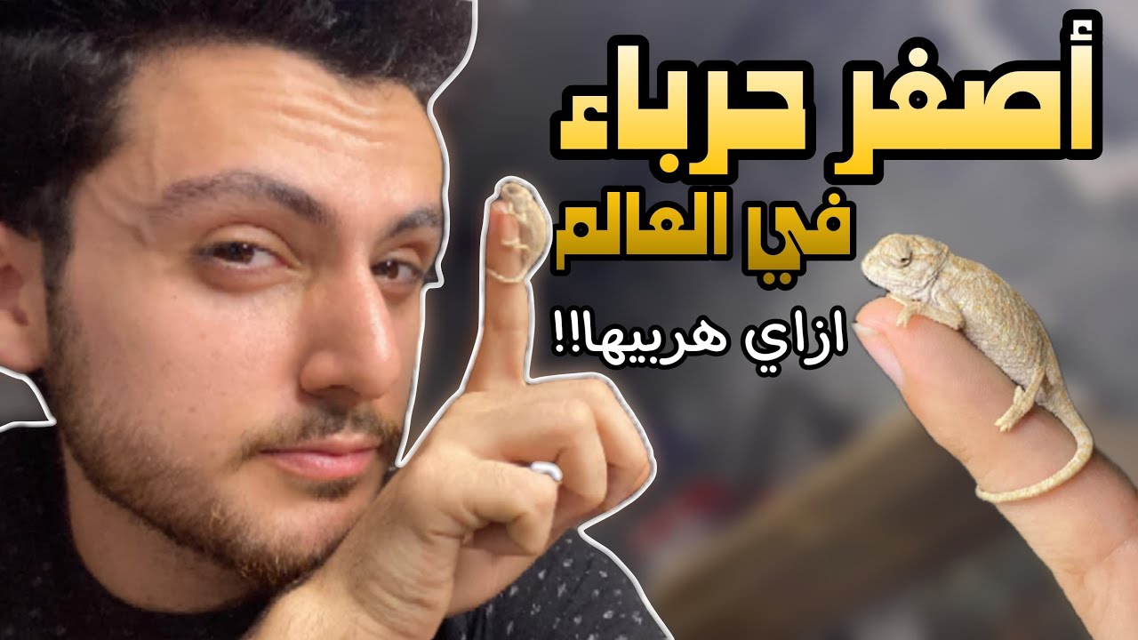 جيبت حرباية صغيرة لسة طالعة من البيضة .. ولازم اعملها بيت جديد تعيش فيه 😬 ( تربية الحربايات )