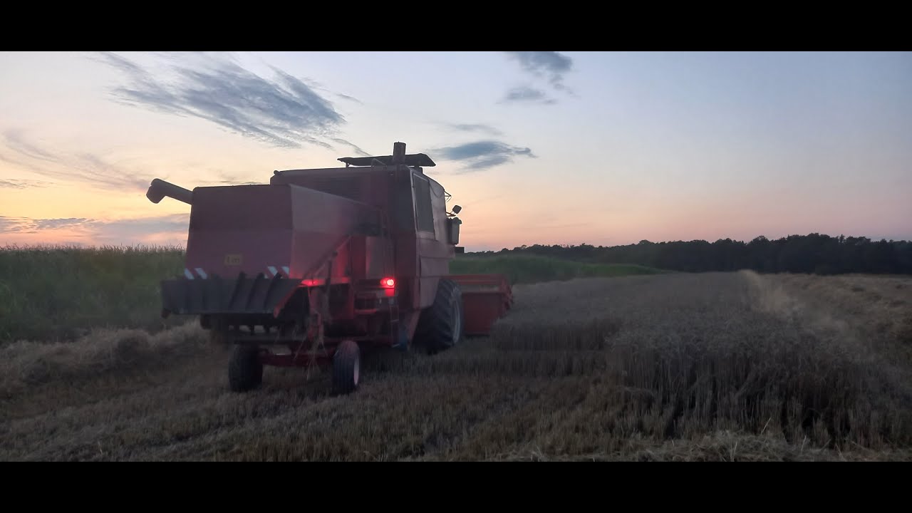 Żniwa ciąg dalszy Bizon w pszenicy