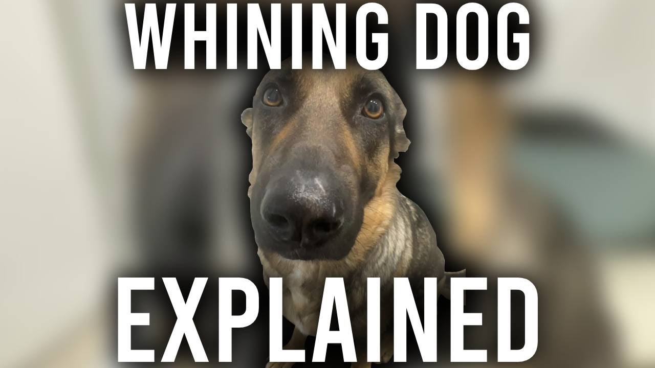 Whining Dog Meme EXPLAINED!