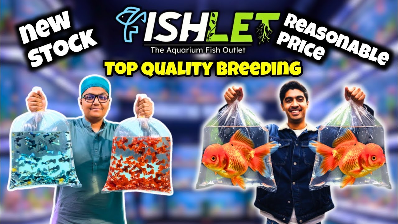 Fishlet Lalukhet New Stock Update! 😱 Goldfish & Tetra fish Varieties with Prices | Kami Razzaq