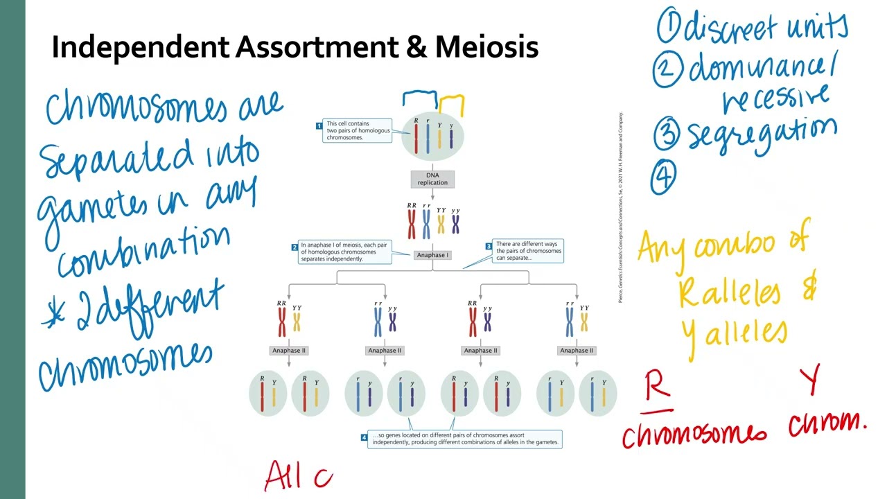 Chapter 3 Mendelian Inheritance Part 2 Chromosomes and Dihybrid Crosses