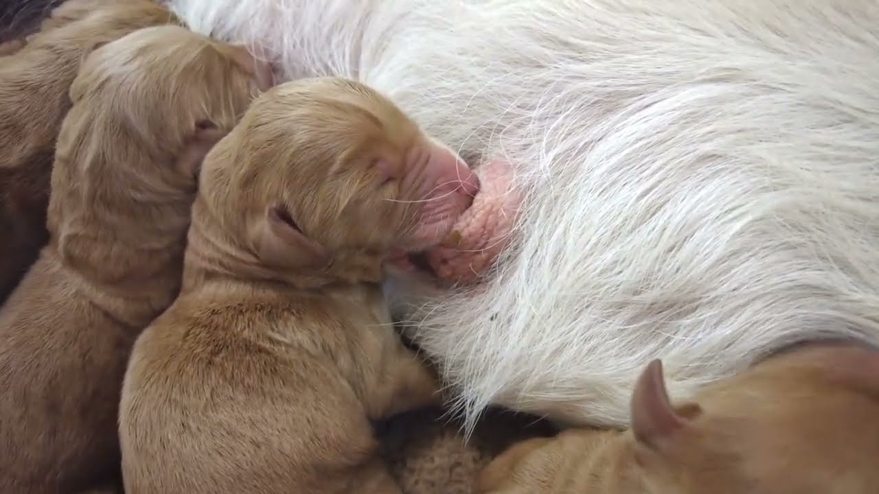 Cutest Newborn Baby Puppies Nursing | Cute Labradoodle Puppies Trying To Latch On Mom For Milk
