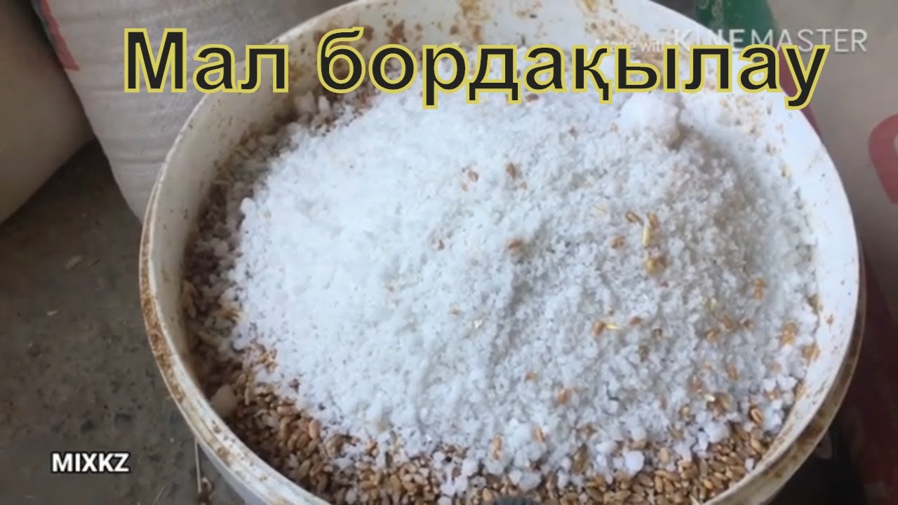 Бидай кайнату. Койларга букаларга жем. Буха бордахылау. Бидай.