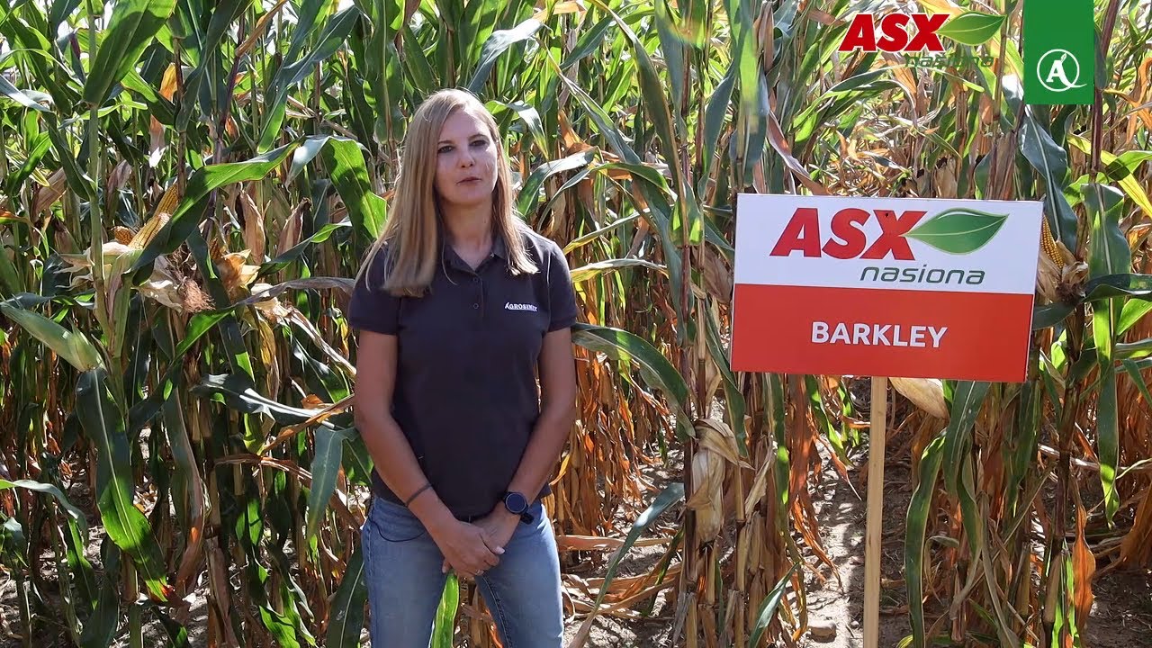 Odmiana kukurydzy Barkley (FAO 250) &ndash; wysoki plon i zdrowotność [ASX Nasiona]