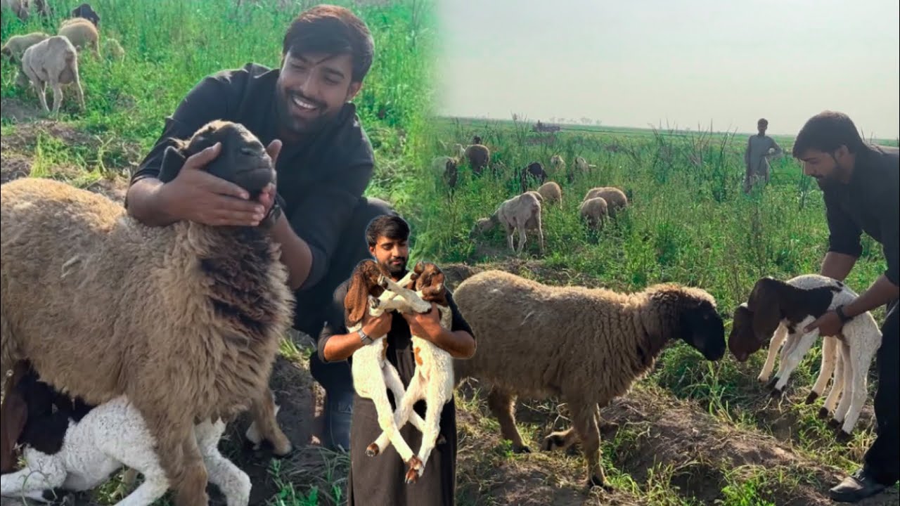 Ye Kia Ly Lia Ham Nay 😘 Farm House Kay Pehly Mehman 😍