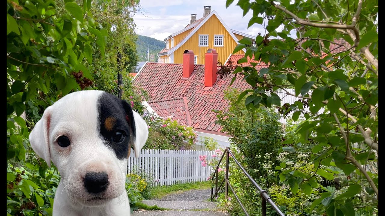 Summer puppy / Nordic slow living / Silent vlog Oslo + Drøbak
