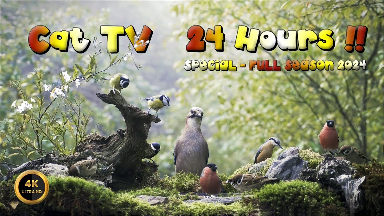 Cat TV 🐈 - ‼️24 HOUR BIRDIES SPECIAL - FULL SEASON 2024‼️4K