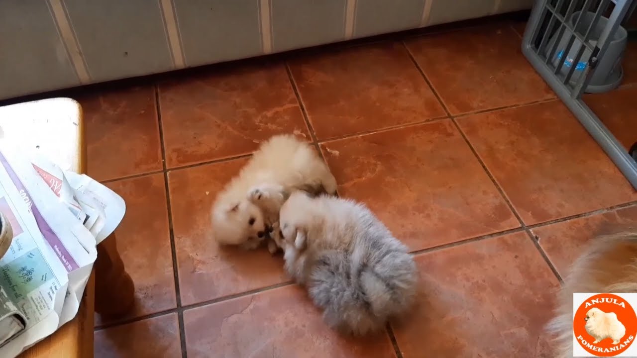 Pomeranian Toy Pom Culture Pom puppies and dogs playing @AnjulaPomeranians