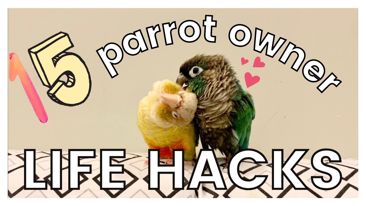 15 PARROT OWNER LIFE HACKS