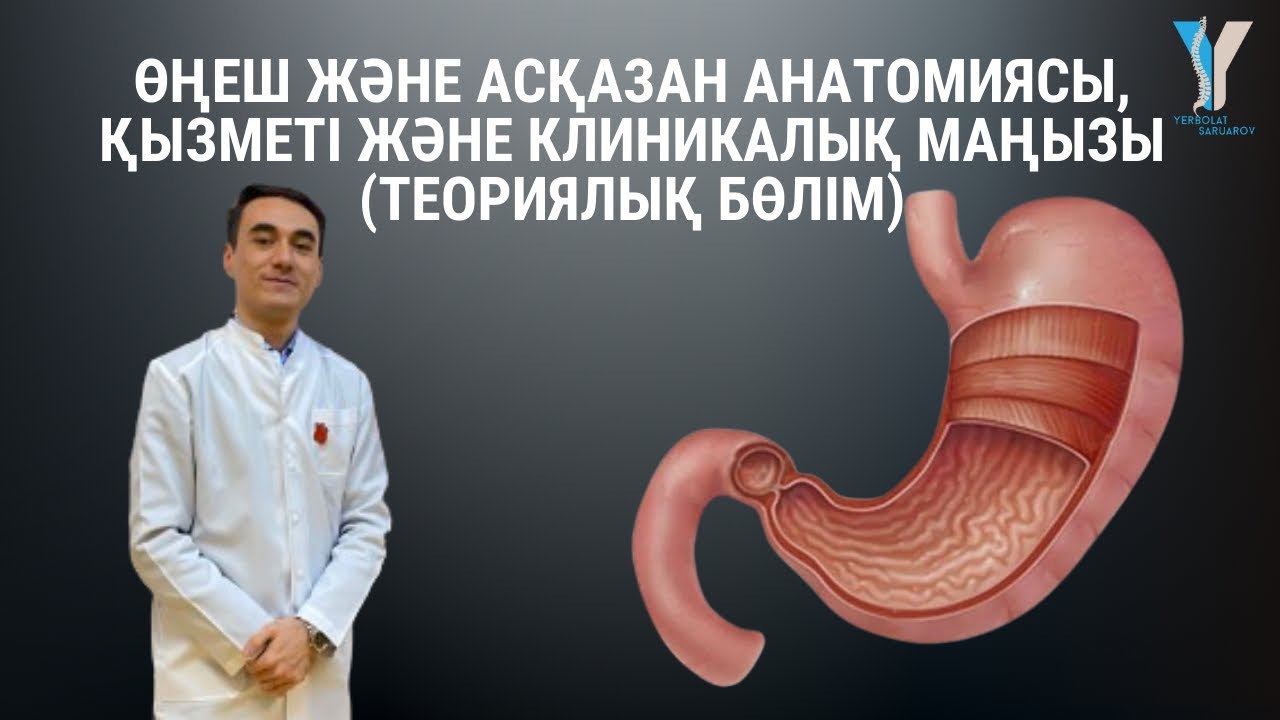 Өңеш және асқазан анатомиясы, қызметі және клиникалық маңызы (теориялық бөлім)