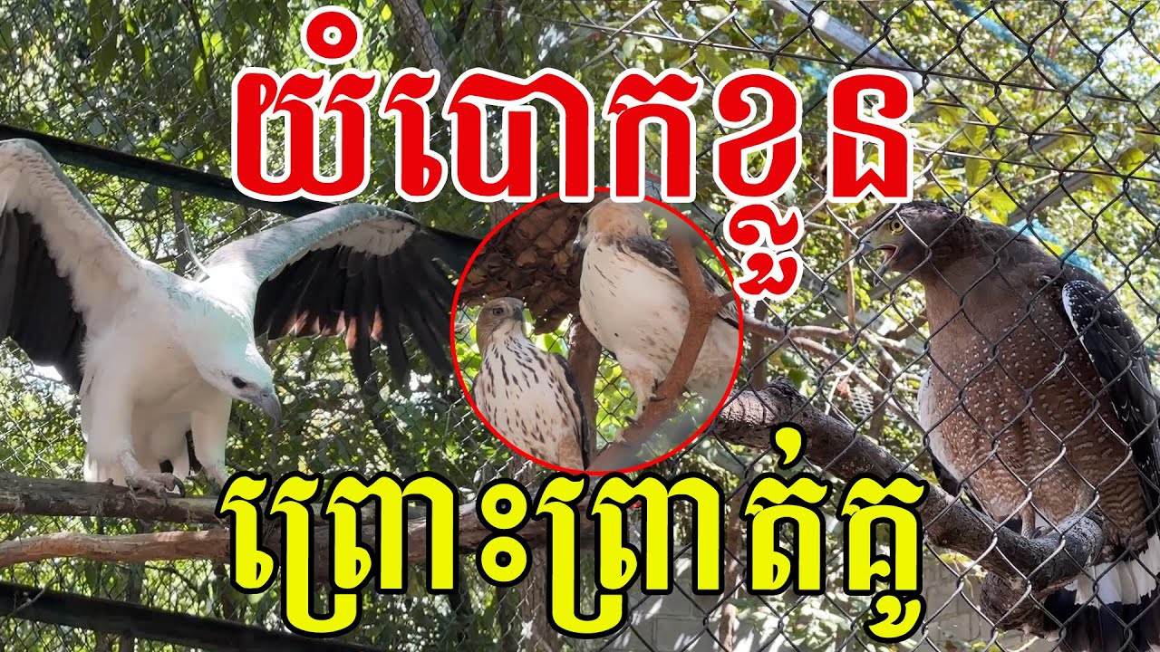 សត្វនេះស្មោះស្ម័គ្រណាស់ ស្រលាញ់គ្នាគ្មានថ្ងៃប្រែ