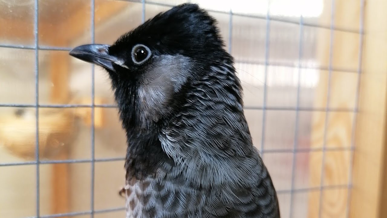 بارود نار وشرار من يشب