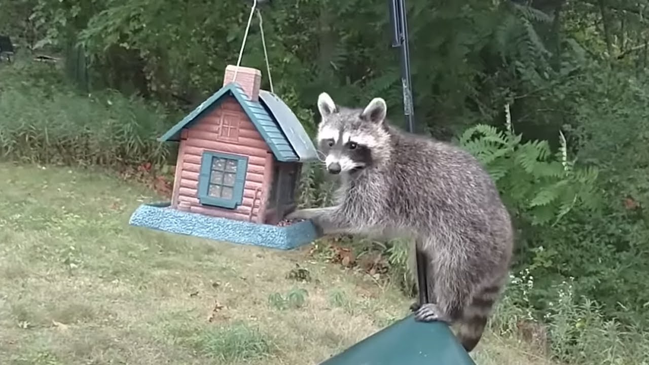 Furry Friend Fails! | Funniest Animal and Human Moments