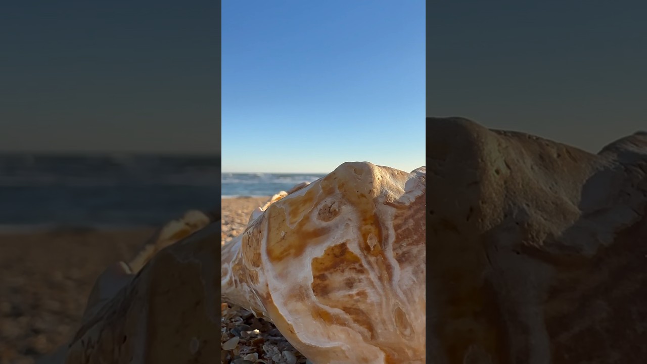 Ice Cream Dripped Shell! 