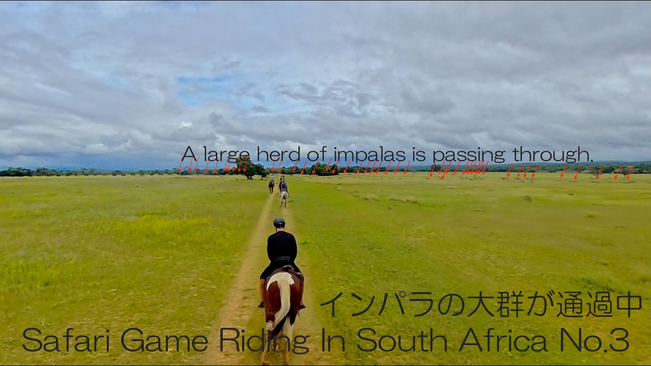 No.3南アフリカ　サファリ　ライドSouth Africa Safari Ride 22 DEC. AM 移動距離２０km 駈歩ばかりの映像です。見どころはキリンの大家族とインパラの大群の遭遇です。