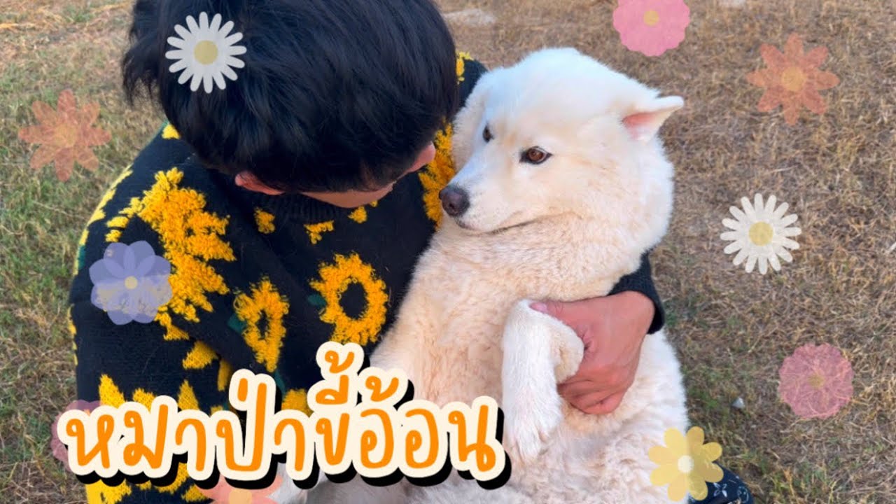 หมาป่าขาวที่ขี้อ้อนที่สุดในโลก | ข้าวสวย