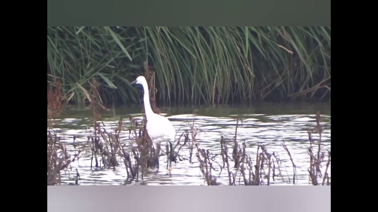 Herken de kleine zilverreiger (little egret, egretta garzetta)
