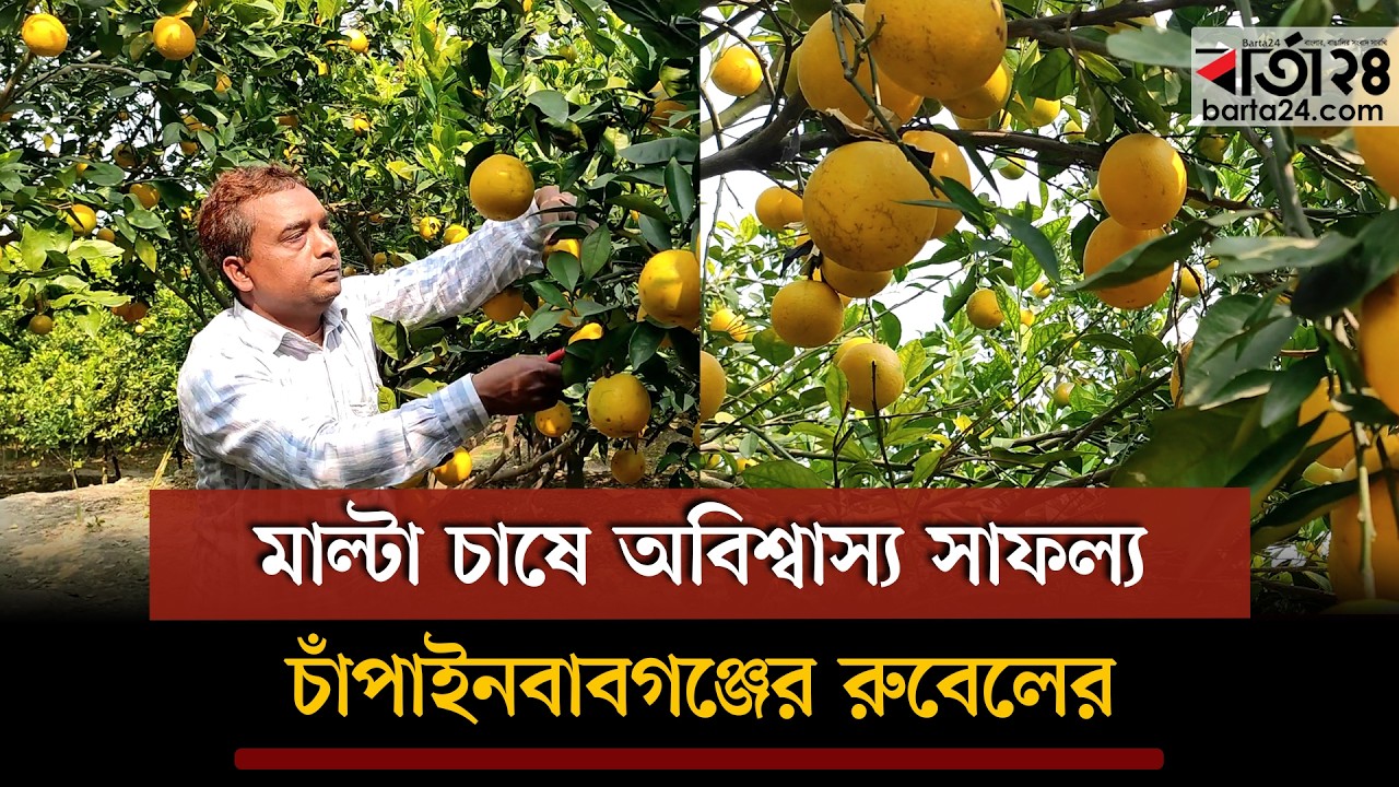 মাল্টা চাষে অবিশ্বাস্য সাফল্য চাঁপাইনবাবগঞ্জের রুবেলের | Malta Farming | Barta24