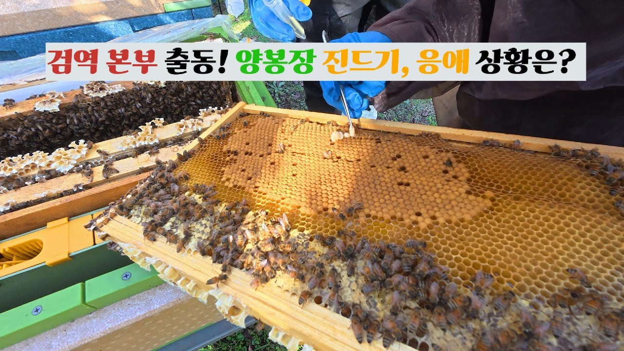 검역본부 출동! 우리 양봉장 진드기,응애 상황은?
