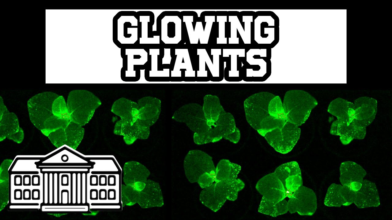 Glowing Plants 101 🌱 | Biotech-Quickie