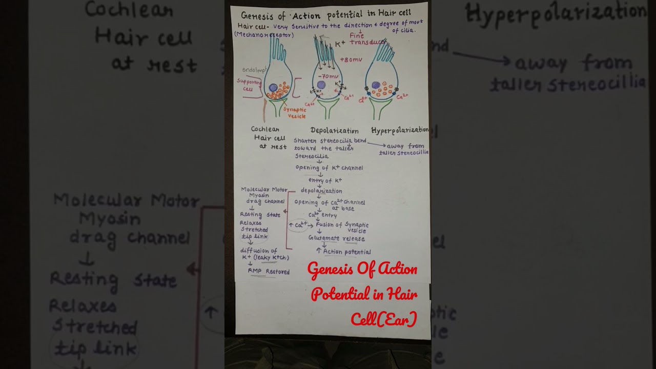 Genesis Of Action Potential in Hair Cell (ear) 
