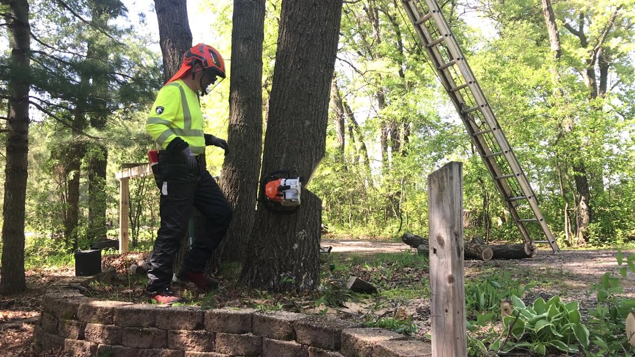 Hazard Oak Snag - Aerial Limbing & Felling