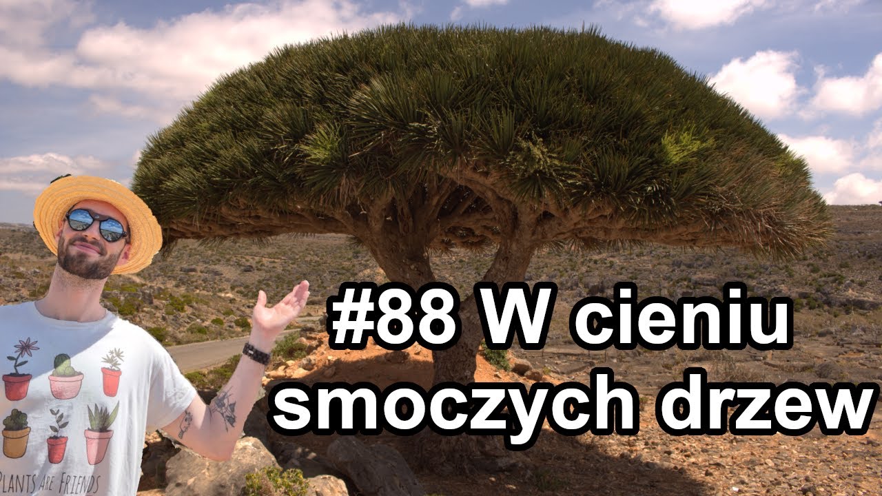 #88  Symbol SOKOTRY - jedziemy do lasu smoczych drzew VLOG #2 - SOKOTRA 🇾🇪