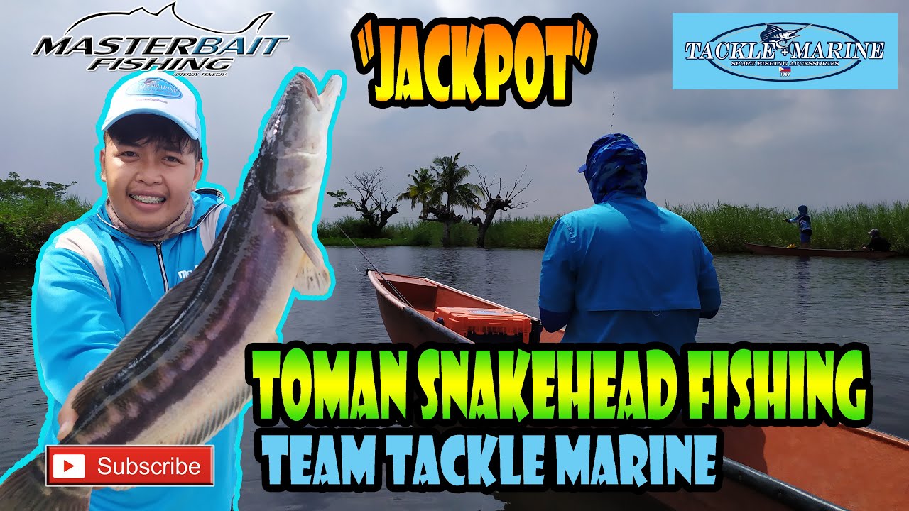 TOMAN SNAKEHEAD FISHING | TEAM TACKLE MARINE | MACABEBE PAMPANGA | FISHING IN THE PHILIPPINES
