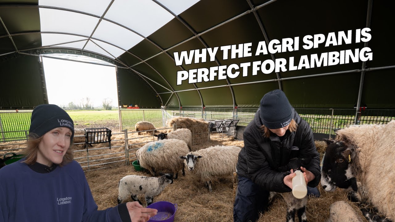 Perfect Sheep Shelter for Lambing | Agri Span for Longstone Farm Partnership