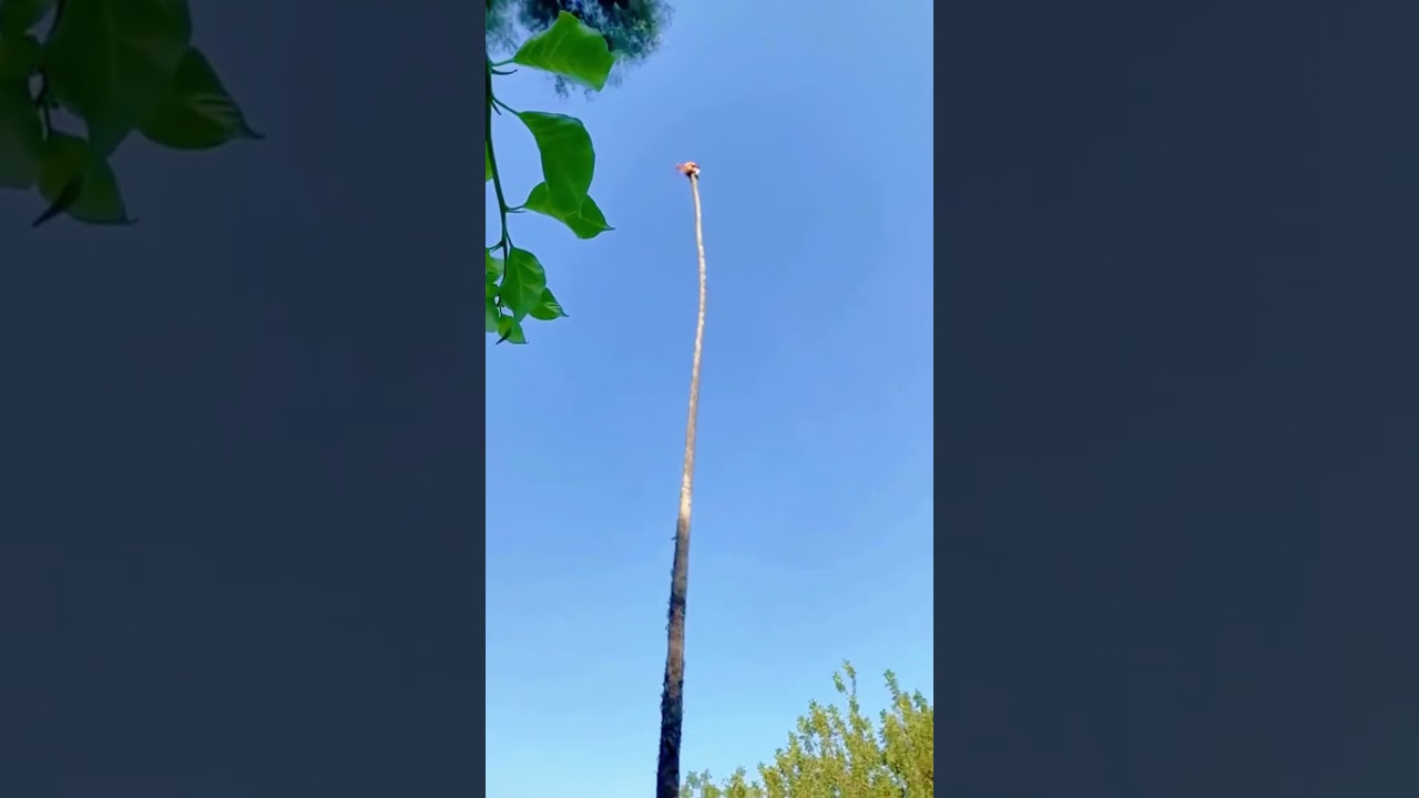 Tree cutting gone wrong😅🥹#tree#cutting#fail#fyp
