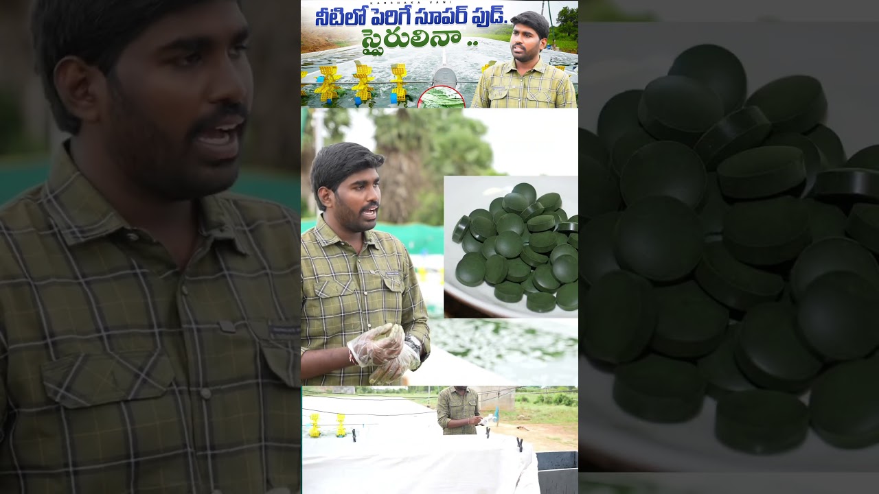 spirulina farming in Telugu #agriculturalsystem #tsfarmers #karshakavanivideos #farmingtraditions ￼
